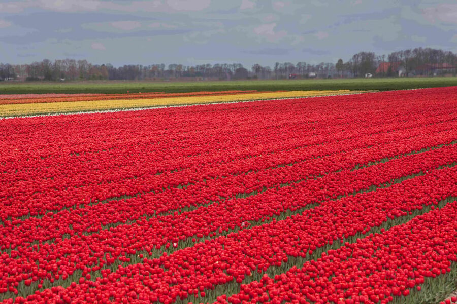 From Amsterdam: take the famous Tulip route tour - Tips to get the most from springtime fields