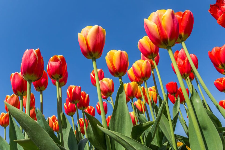 From Amsterdam: take the famous Tulip route tour - Price and logistics, without the guesswork