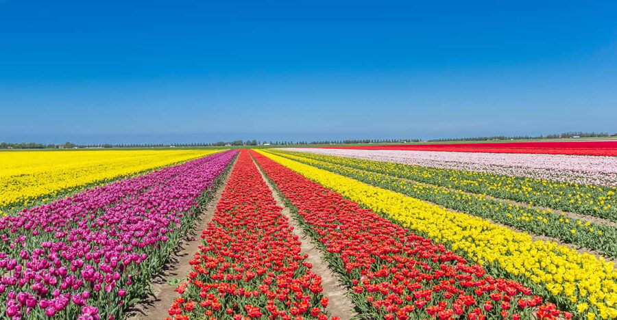 From Amsterdam: take the famous Tulip route tour - Your 8-hour timeline, from Amsterdam to the last photo stop