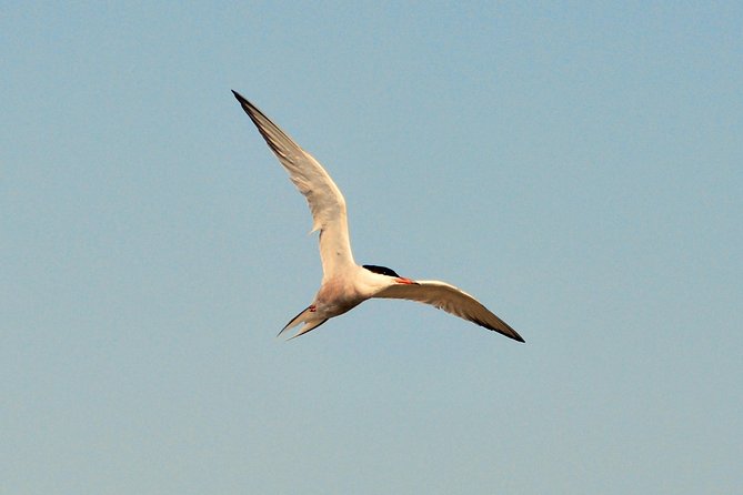 Full day tour to Texel - Friesian Islands - from Amsterdam - Why Texel and the Wadden Sea feel like a real change of pace