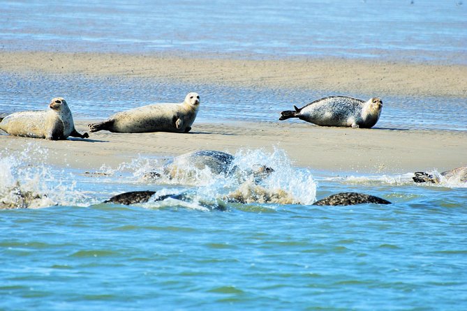 Full day tour to Texel - Friesian Islands - from Amsterdam - Getting there from Amsterdam: De Ruijterkade, ferry crossings, and a small group