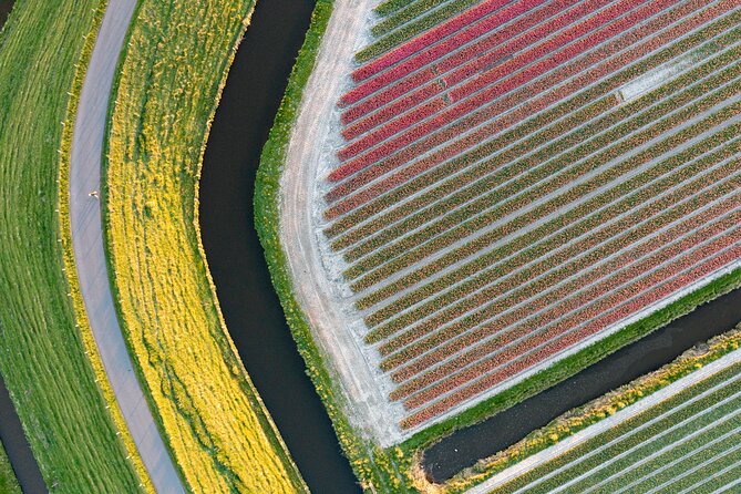Guided Bike Tour along the Dutch Tulip Fields in Noord Holland - Windmills, Pastures, and the Stuff Between the Fields
