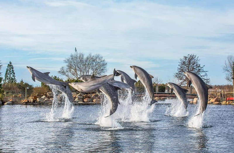 Harderwijk: Dolfinarium Entry Ticket - Key things I’d plan around