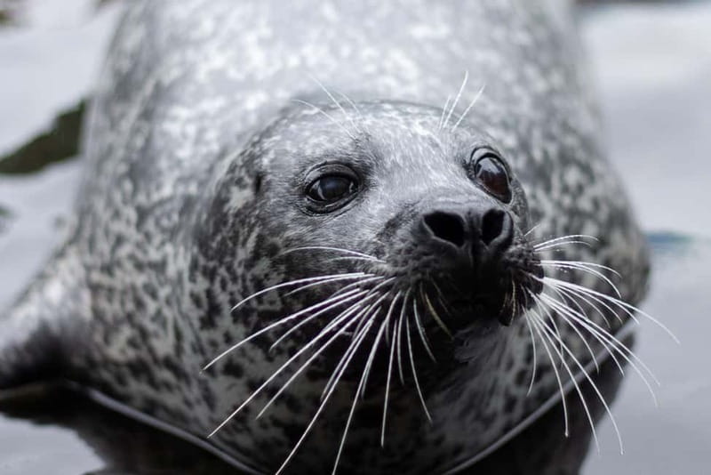 Harderwijk: Dolfinarium Entry Ticket - Practical tips: what to bring and how to move through the park
