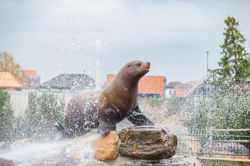 Harderwijk: Dolfinarium Entry Ticket - Should you book the Harderwijk Dolfinarium ticket?