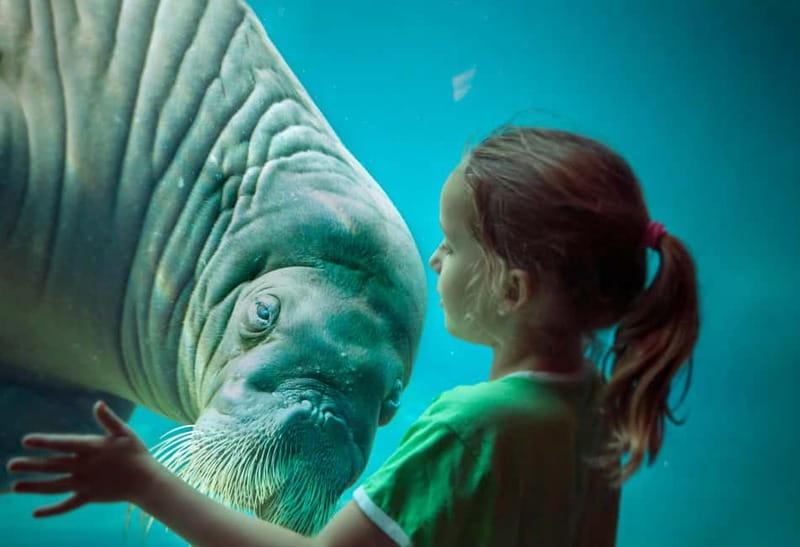 Harderwijk: Dolfinarium Entry Ticket - Animal shows and marine life: your day’s backbone