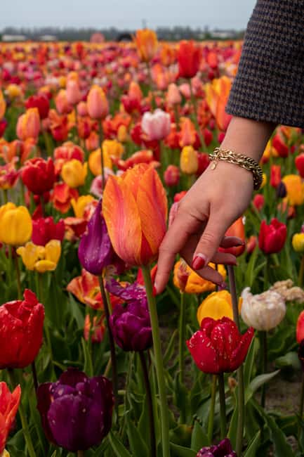 Hillegom: Tulip Barn Entry Ticket - Key takeaways before you go