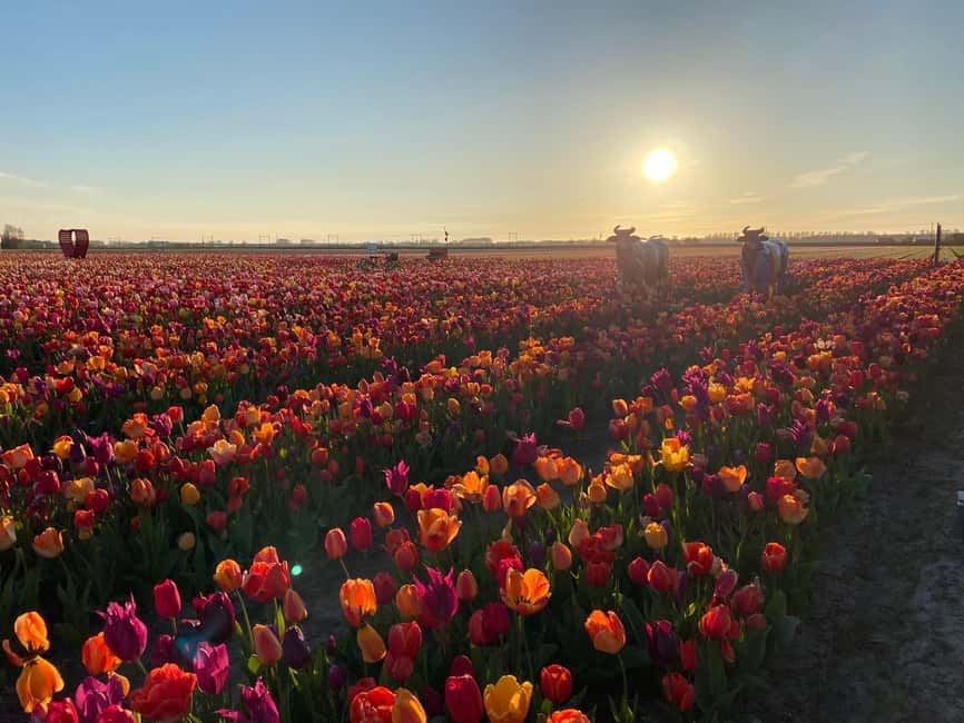 Hillegom: Tulip Barn Entry Ticket - Food, coffee, and craft beer in the greenhouse and terrace