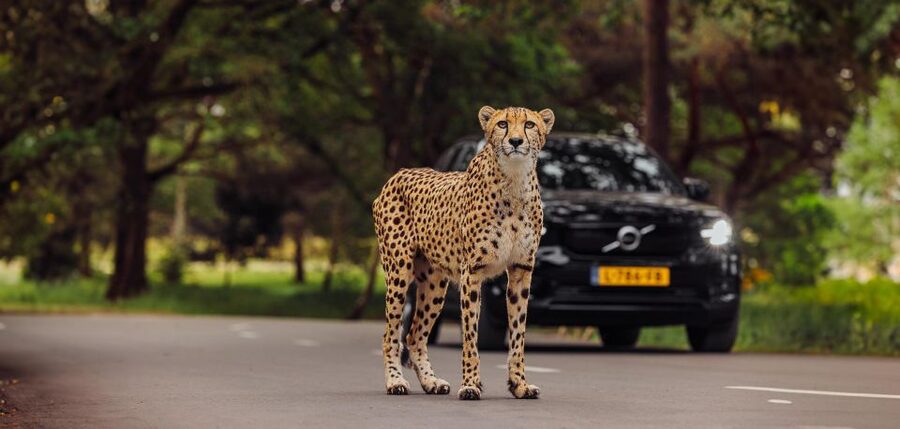 Hilvarenbeek: Safaripark Beekse Bergen Entry Ticket - Key things I’d prioritize at Beekse Bergen