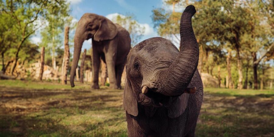 Hilvarenbeek: Safaripark Beekse Bergen Entry Ticket - Timing tips that help you see more (without rushing)