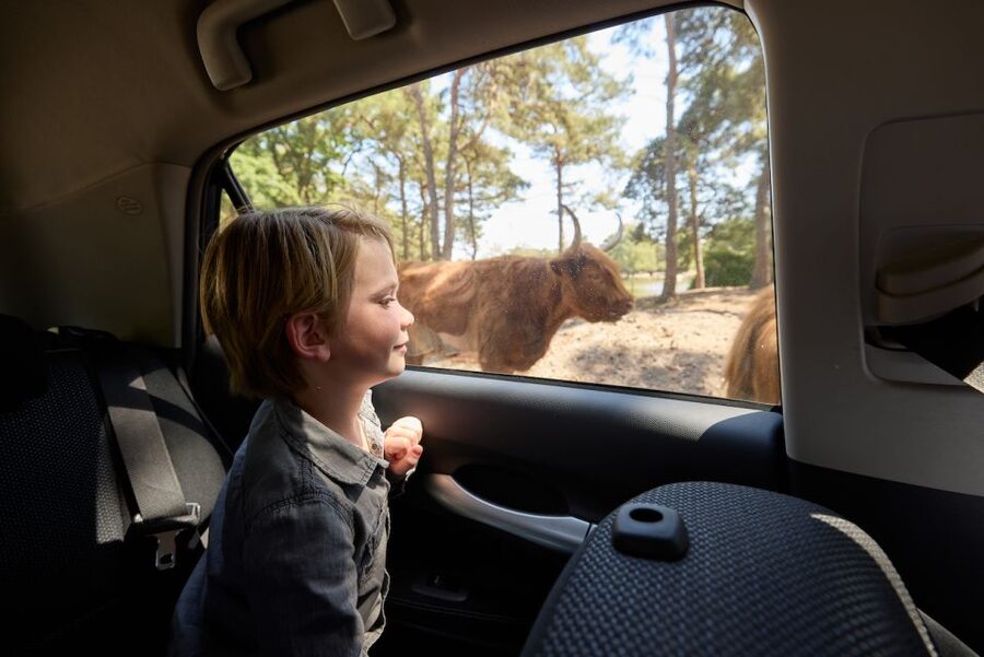 Hilvarenbeek: Safaripark Beekse Bergen Entry Ticket - Why Safaripark Beekse Bergen feels different from a typical zoo