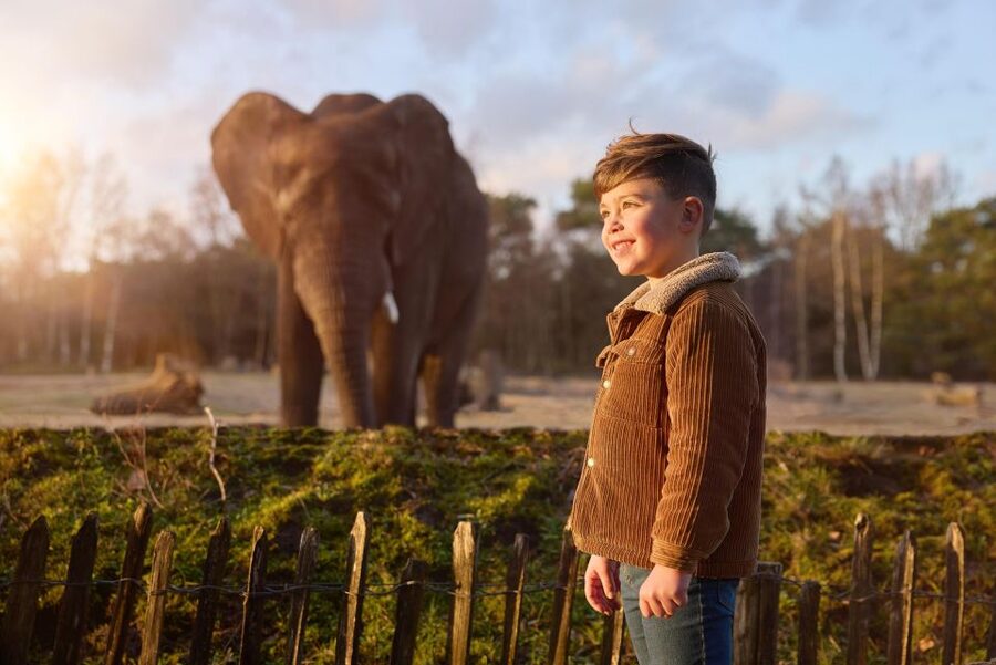 Hilvarenbeek: Safaripark Beekse Bergen Entry Ticket - Walking safari: your best bet for the ranger feeding-time moment