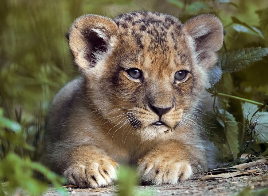 Hilvarenbeek: Safaripark Beekse Bergen Entry Ticket - Boat safari from Beekse Bergen waters: Livingstone and Stanley