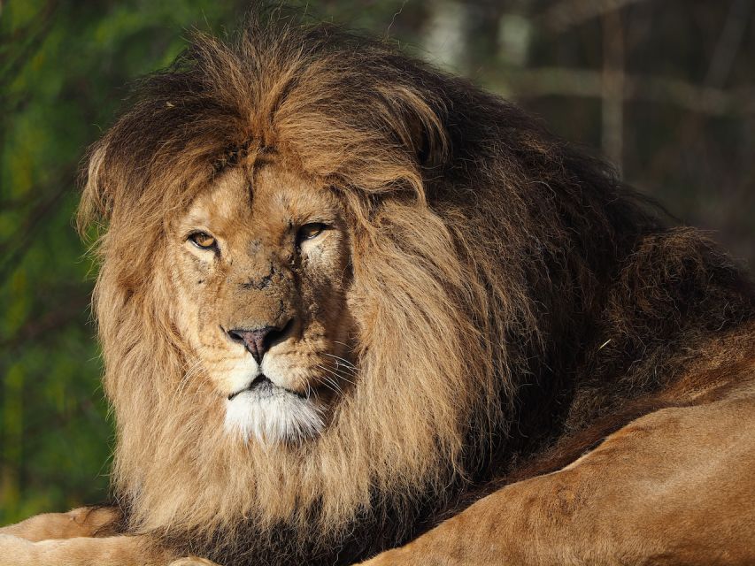 Hilvarenbeek: Safaripark Beekse Bergen Entry Ticket - Car safari in your own vehicle: set your pace, but drive smart