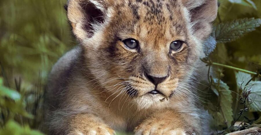 Hilvarenbeek: Safaripark Beekse Bergen Entry Ticket - What animals you can realistically expect to see