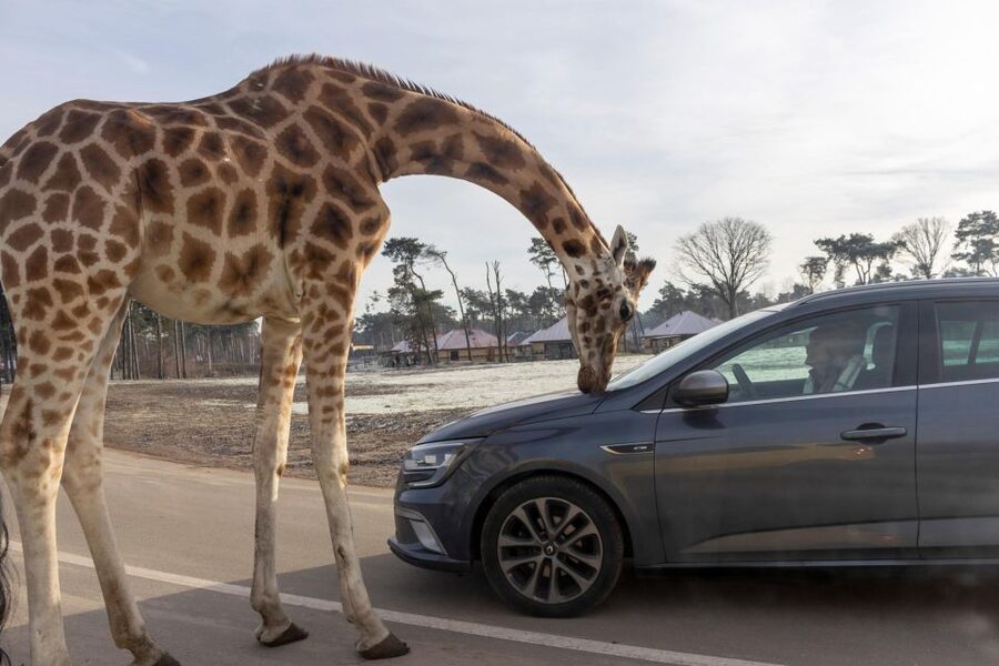 Hilvarenbeek: Safaripark Beekse Bergen Entry Ticket - Practical value: is this $35 ticket worth it?