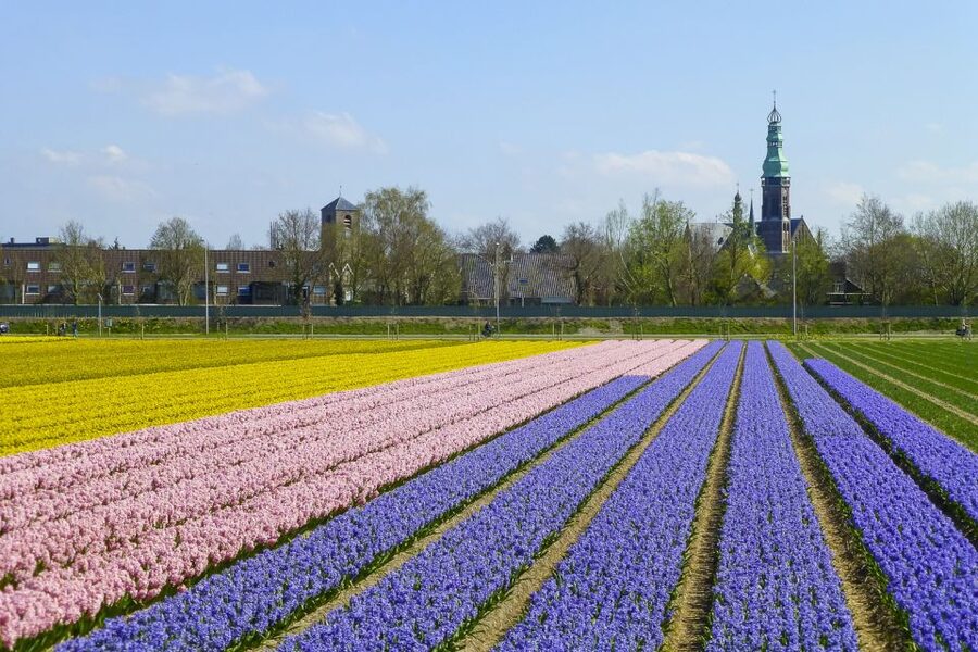Keukenhof: Flower Fields Small-Group Cultural Bike Tour - Should you book this Keukenhof flower-field bike tour?