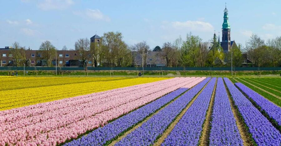 Keukenhof: Flower Fields Small-Group Cultural Bike Tour - Stop-by-stop: what you’ll do during the 3 hours