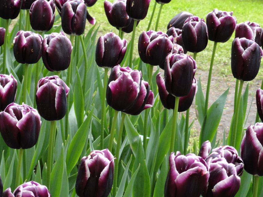 Keukenhof: Flower Fields Small-Group Cultural Bike Tour - Dutch snacks, rain ponchos, and the real feel of the day