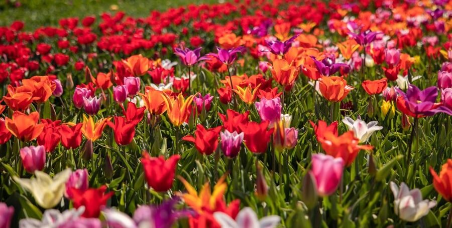 Keukenhof: Flower Fields Small-Group Cultural Bike Tour - Value check: is $68 a good deal for 3 hours?