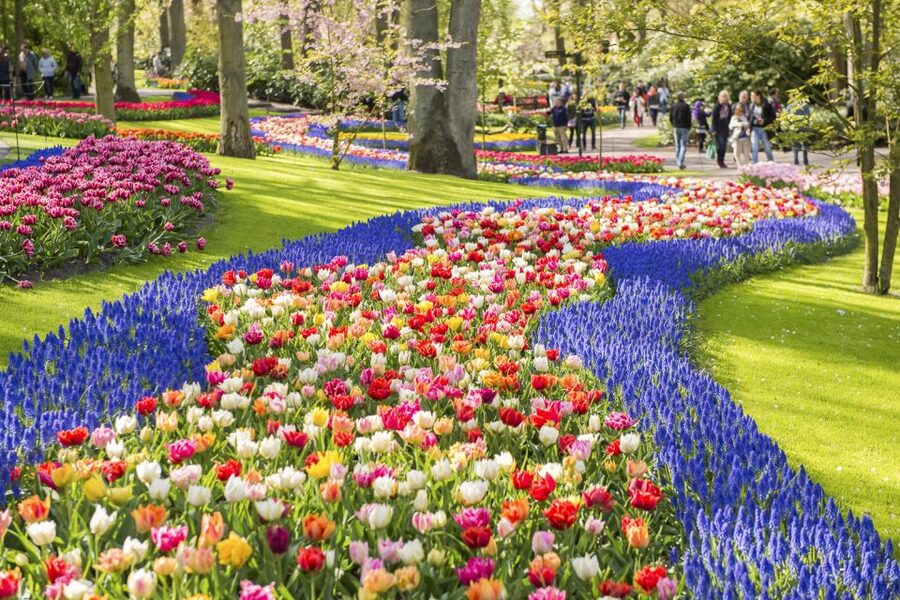 Keukenhof: Flower Fields Small-Group Cultural Bike Tour - Who this tour suits best, and who might want something else