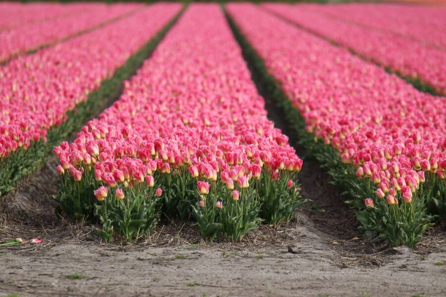 Keukenhof: Flower Fields Small-Group Cultural Bike Tour - Cycling the Bollenstreek, where tulips are more than a postcard