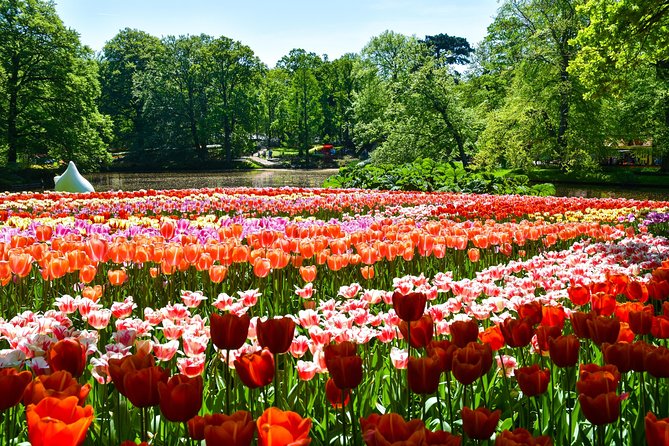 Keukenhof Gardens & Tulip Experience Tour from Amsterdam - What the day feels like: non-guided stops, walk time, and photo strategy