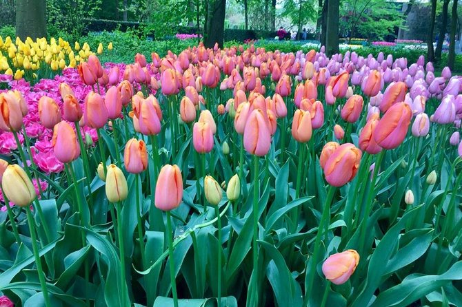 Keukenhof's Tulips and Windmills Small-Group Tour from Amsterdam - Keukenhof Gardens: 3 Hours That Can Feel Perfect, or Too Tight