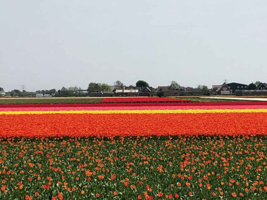 Keukenhof, Tulip Farm, Flower Fields & Windmills - Price and Value: Is $347 Per Person Worth It?