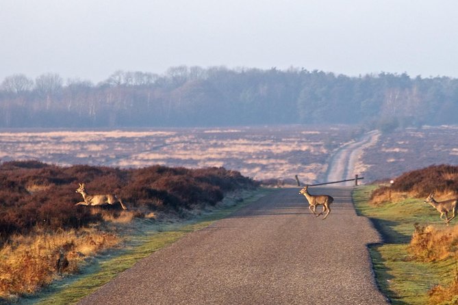Kröller-Müller Museum and National Park Private Day Tour from Amsterdam - Should you book it?