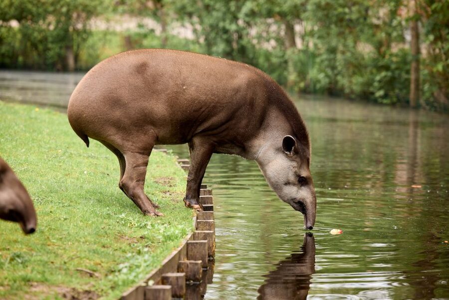 Leewarden: AquaZoo Entry Ticket - Red pandas, capibaras, and nandus: more than one-species fun