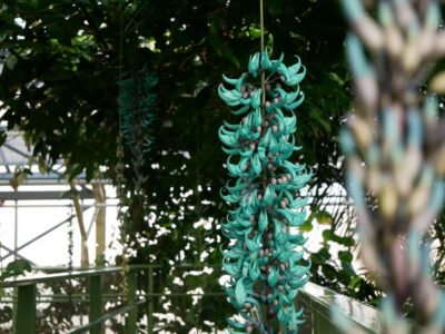 Hortus botanicus Leiden Entry Ticket
