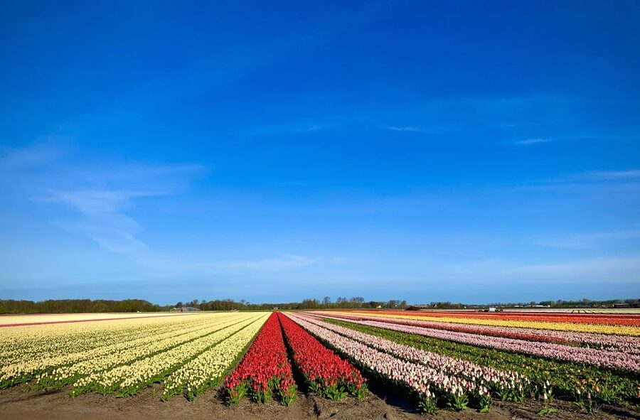 Lisse: Enjoy the Tulip Fields by Bike with a Local Guide! - Tulip farm break: drink, show garden walk, and the crowd variable