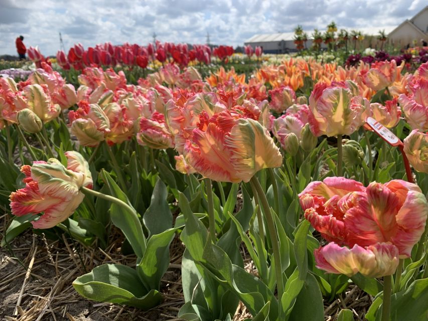 Lisse: Enjoy the Tulip Fields by Bike with a Local Guide! - Keukenhof area views without Keukenhof Gardens entry