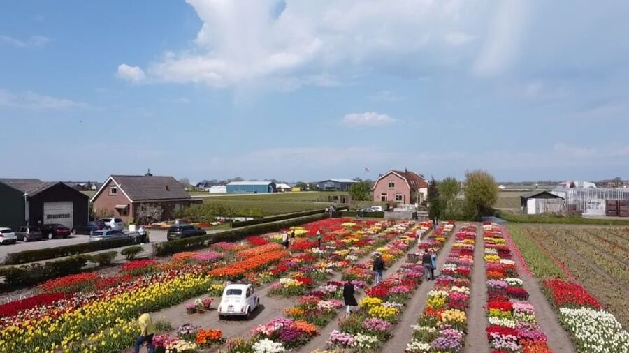 Lisse: Enjoy the Tulip Fields by Bike with a Local Guide! - Pace, bike comfort, and who should (and shouldn’t) book