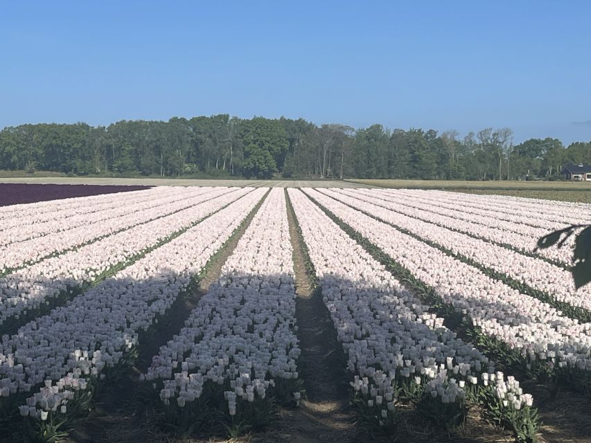 Lisse: Enjoy the Tulip Fields by Bike with a Local Guide! - Where to meet (and how not to waste time finding the group)