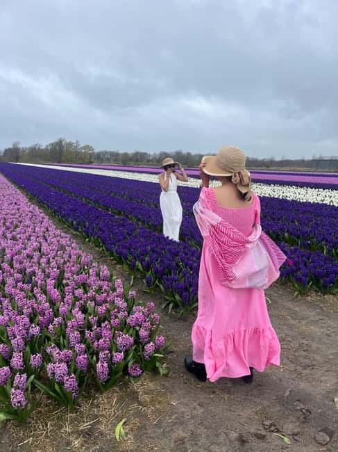 Lisse: Private Tulip Fields Tour with a Local Guide 1h Tour - Should you book it or skip it?