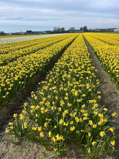 Lisse: Private Tulip Fields Tour with a Local Guide 1h Tour - Small group comfort, photo-friendly pacing, and less crowd pressure