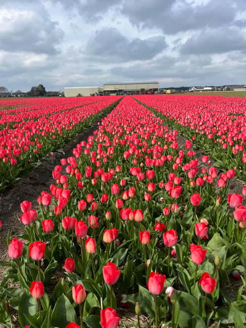 Lisse: Private Tulip Fields Tour with a Local Guide 1h Tour - Value check: is $188 per group up to 3 a good deal?