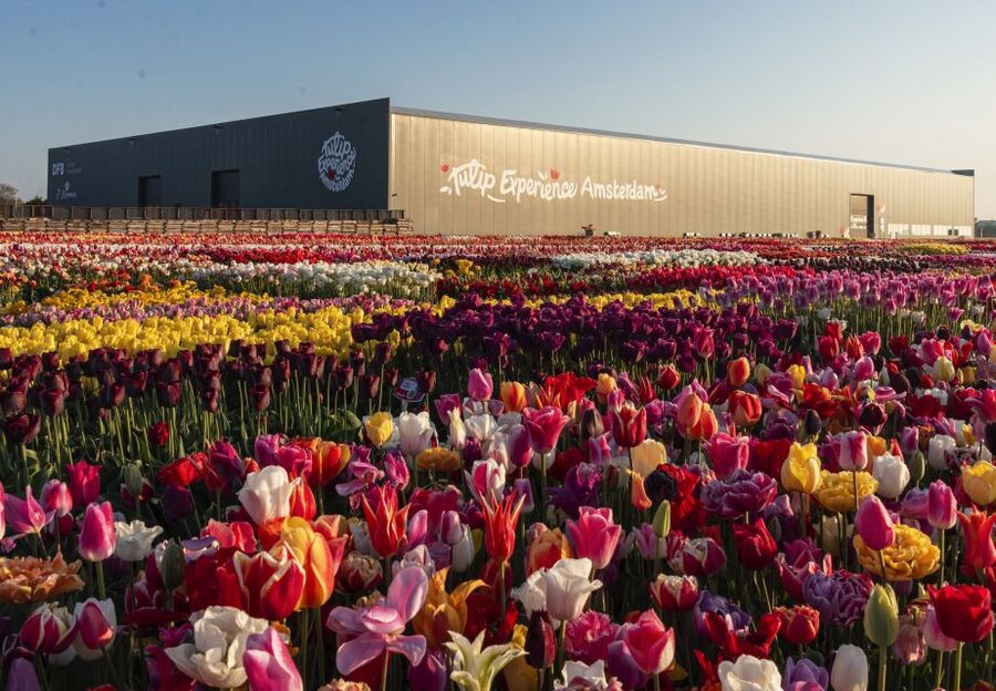 Lisse: Tulip Experience Ticket with Tulip Garden and Museum - Key highlights at a glance