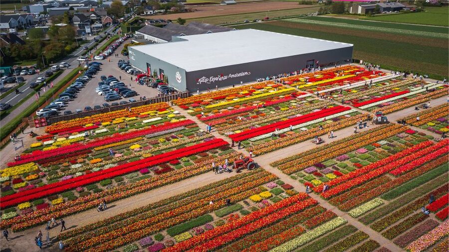 Lisse: Tulip Experience Ticket with Tulip Garden and Museum - Who should book this ticket, and who might not