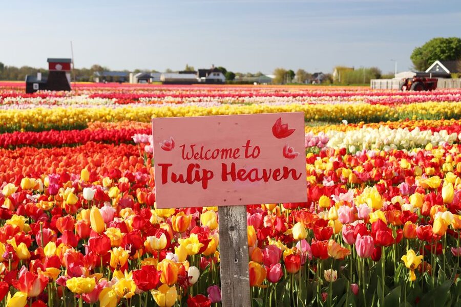 Lisse: Tulip Experience Ticket with Tulip Garden and Museum - Your included tulip picking: indoor picking area and take-home souvenir