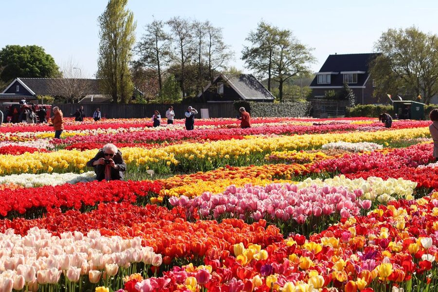 Lisse: Tulip Experience Ticket with Tulip Garden and Museum - The coffee corner, lunch, and local shopping break
