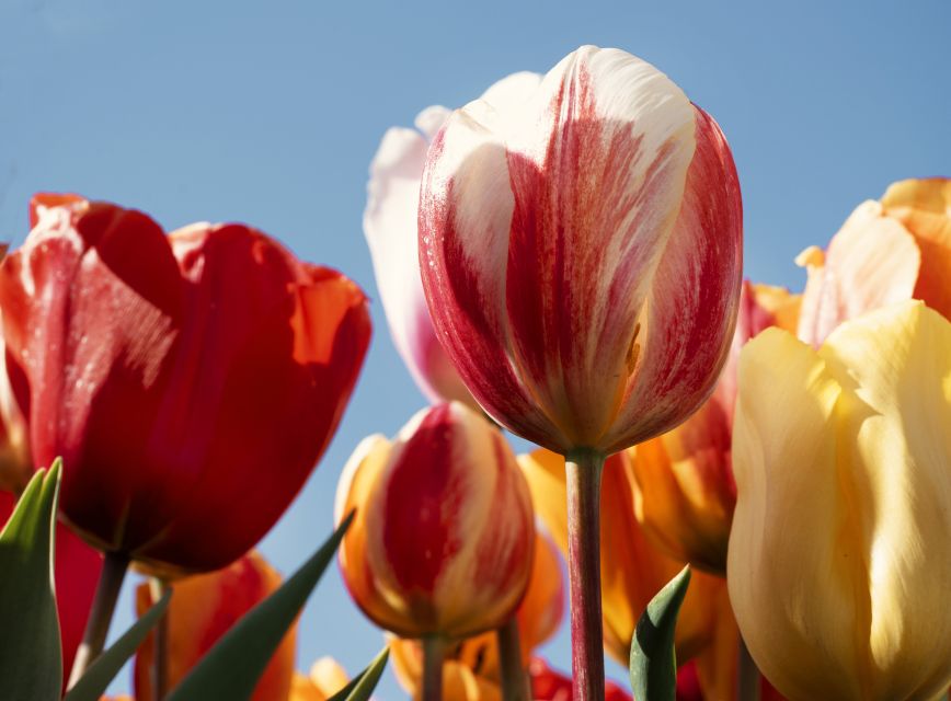 Lisse: Tulip Experience Ticket with Tulip Garden and Museum - Timing: avoiding the noon rush near Keukenhof