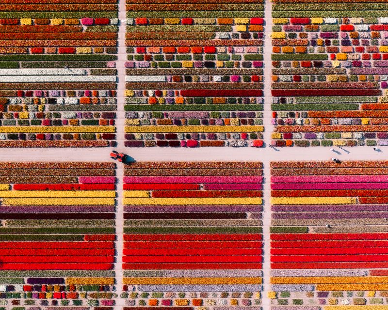 Lisse: Tulip Experience Ticket with Tulip Garden and Museum - Price and value: what $14 buys you for a full tulip outing