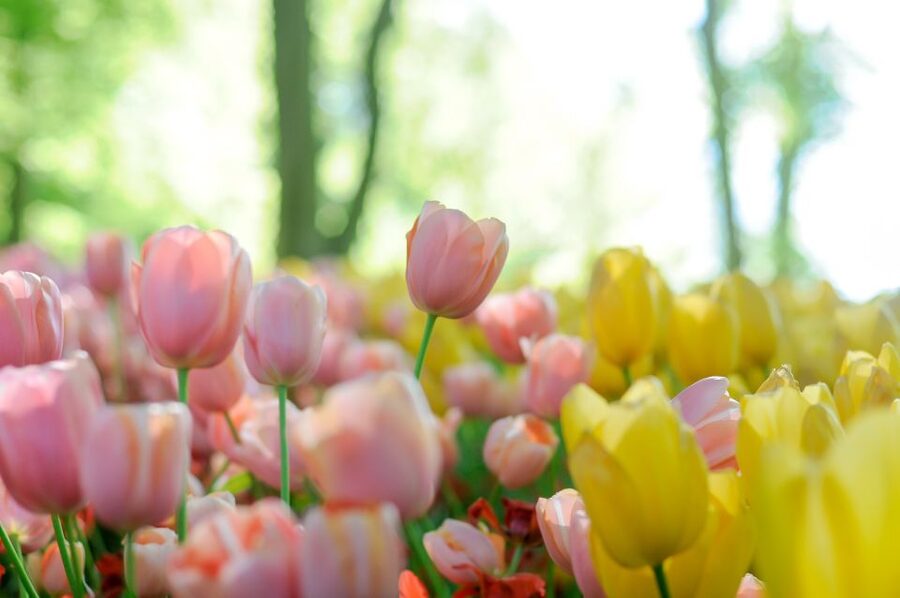 Magical Delft and the Keukenhof Estate: Tulips Galore - A tulip and canal day trip from Belgium, built for spring timing