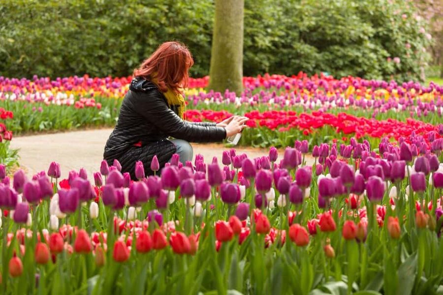 Magical Delft and the Keukenhof Estate: Tulips Galore - Practical tips for a smoother Delft and Keukenhof day