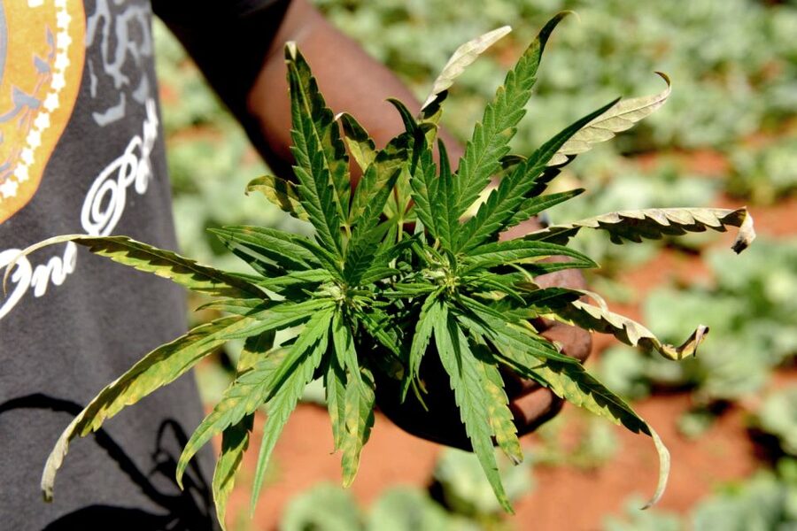 Mike Tyson inspired cannabis tour PRIVATE - Key highlights worth your time