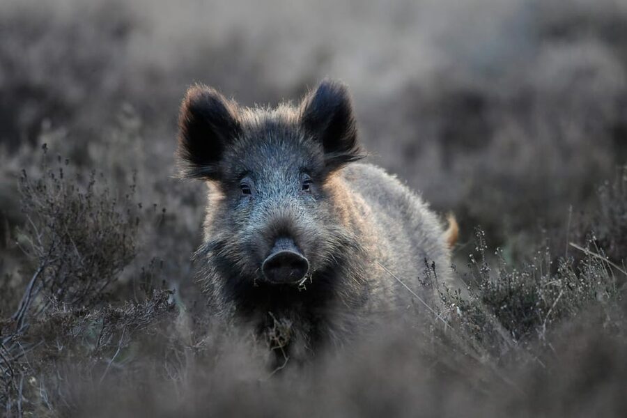 Otterlo: De Hoge Veluwe National Park Entry Ticket - De Hoge Veluwe Entry Ticket: What you truly get for about $16