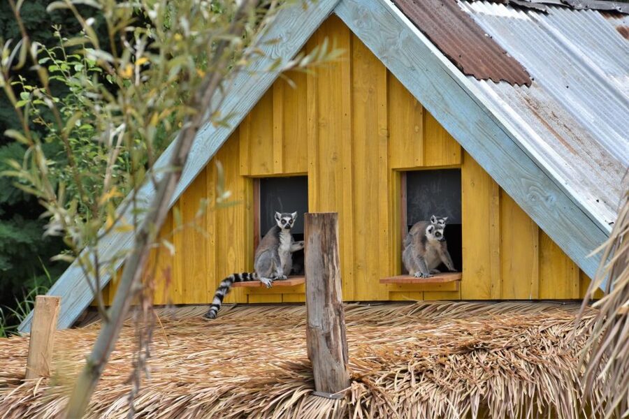 Overloon: ZooParc Entrance Ticket - The Amazon trees: monkey spotting and that classic zoo mystery